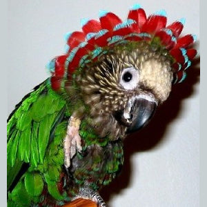 Effective Ways to Care for Your Hawk-Headed Parrot in 2025: Discover Essential Tips!