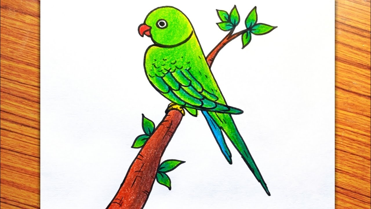 Colorful Parrot Drawing