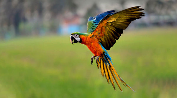 Effective Ways to Train Your Parrot for Flying Skills in 2025