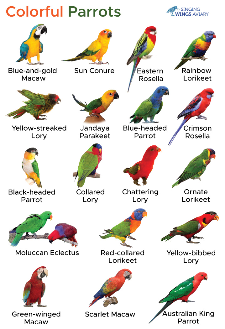 Best 5 Parrot Colors to Explore in 2025: Discover Vibrant Shades!