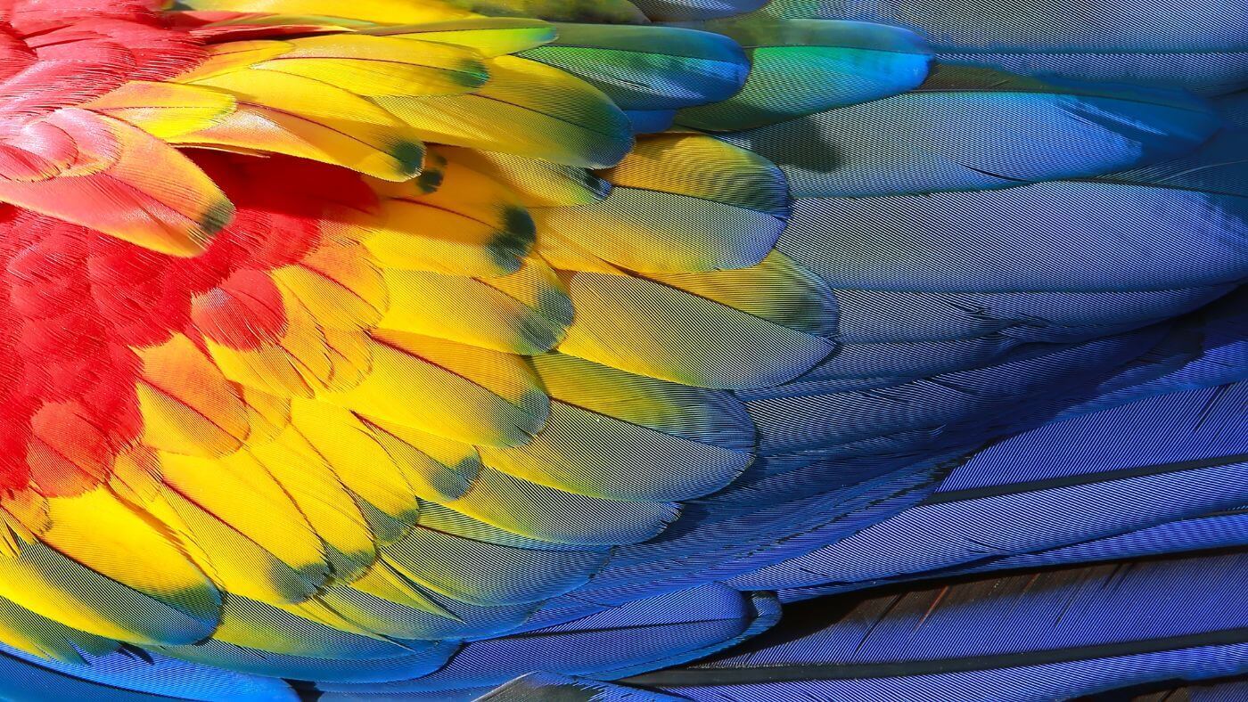 Parrot wings in flight