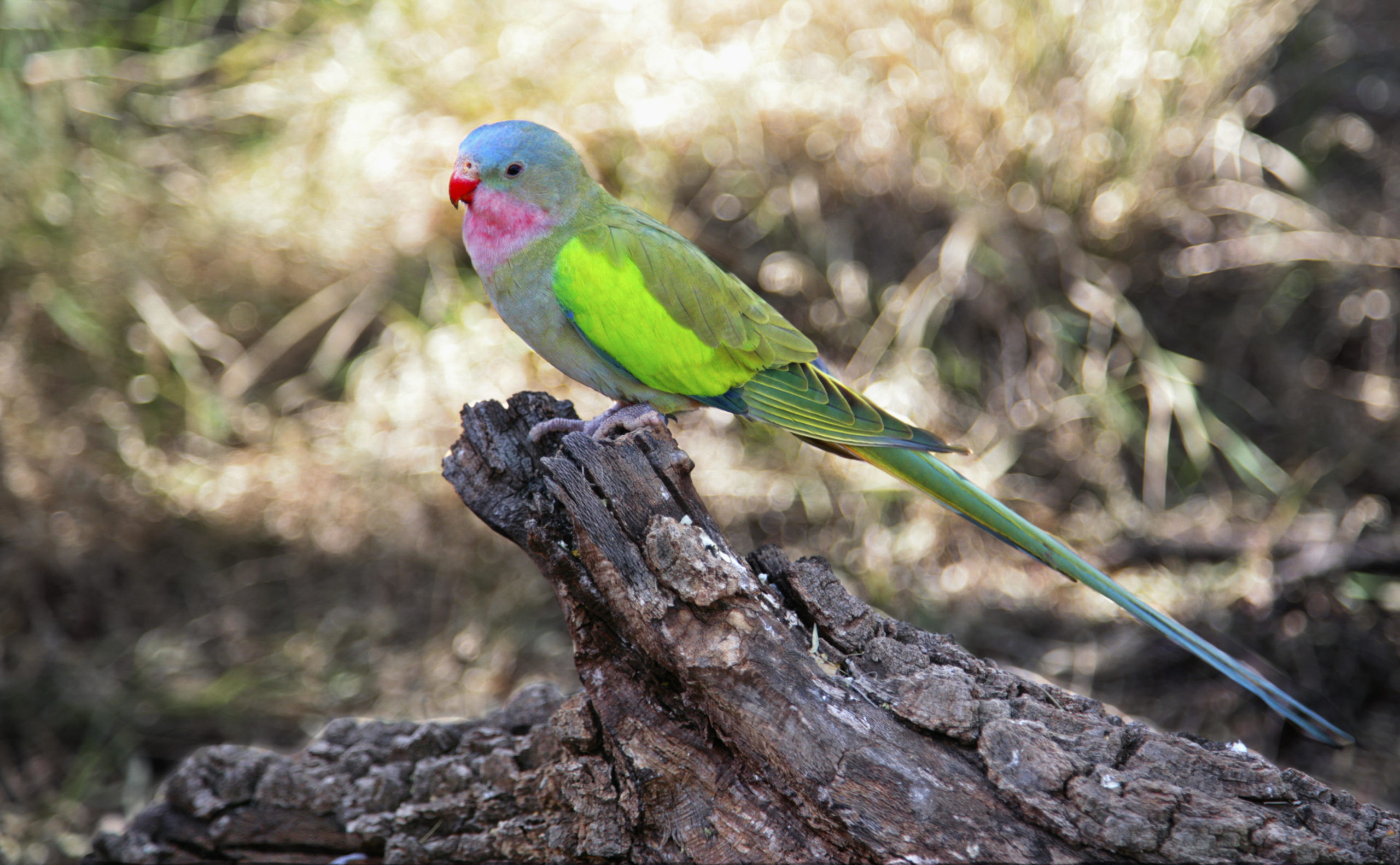 Practical Guide to Understanding Princess Parrot Care in 2025