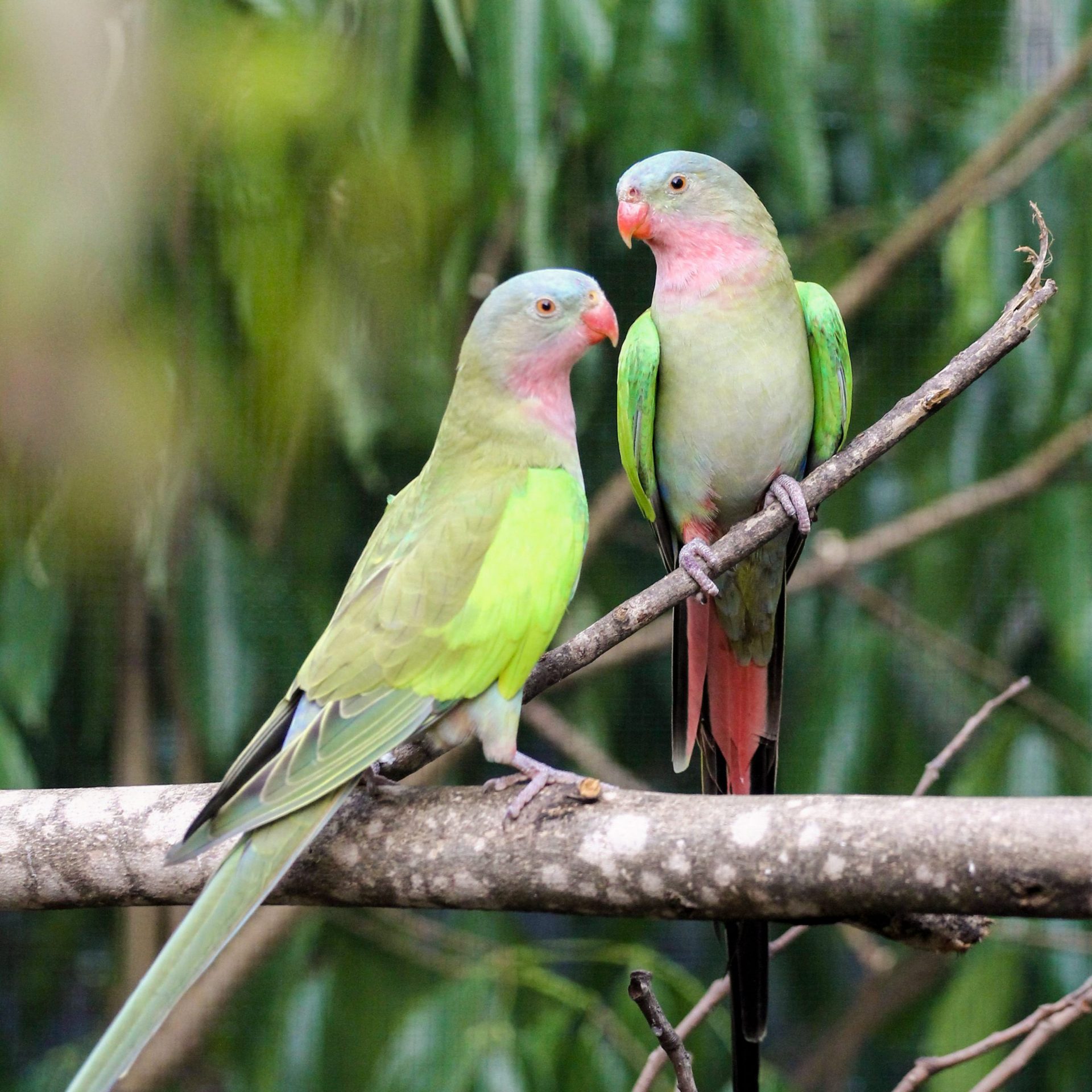 Princess Parrot in habitat