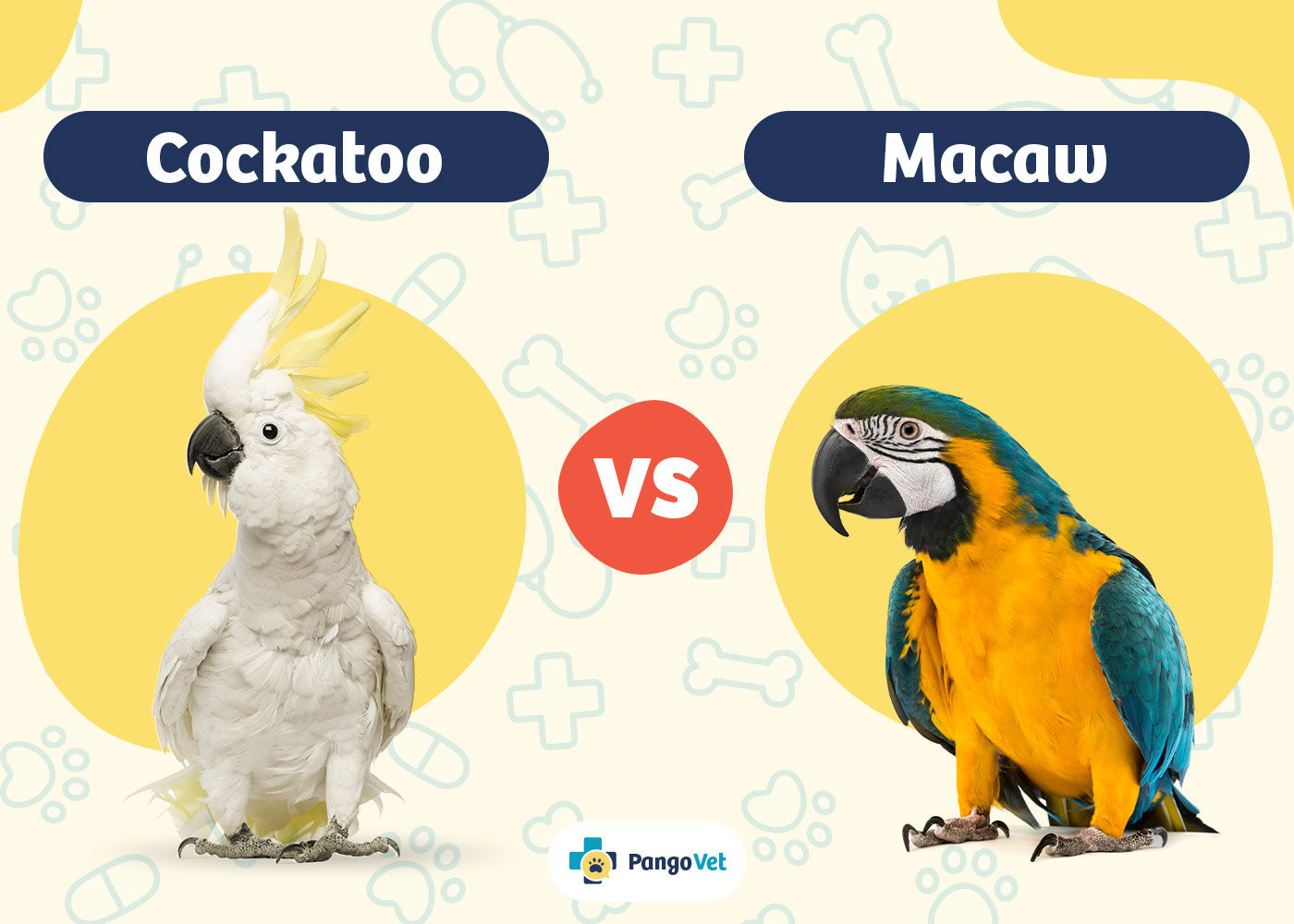 Effective Ways to Understand Macaw vs Parrot Differences in 2025