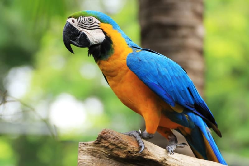 Top 7 Parrot Images to Discover in 2025 for Bird Enthusiasts