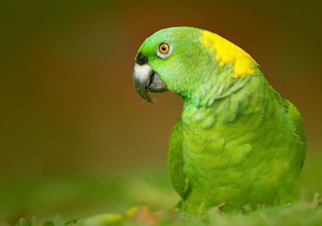 Essential Guide to Amazon Parrot Lifespan: Tips for a Healthy, Long-Lasting Companion in 2025