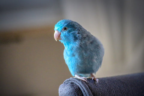 Effective Ways to Train Your Small Parrot for Better Communication in 2025