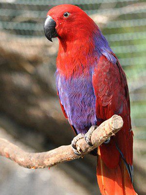 Best 5 Eclectus Parrot Options for Pet Owners in 2025