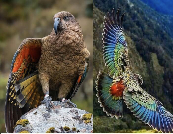 Effective Ways to Observe Alpine Parrots in 2025: Discover the Best Locations!