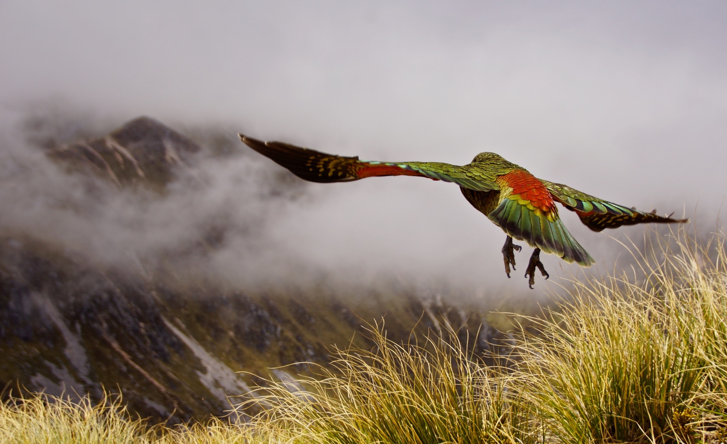 Display of Alpine Parrots