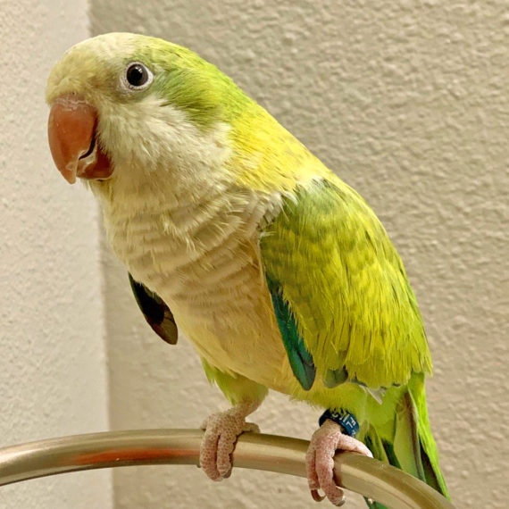 Smart Ways to Find the Best Quaker Parrots for Sale in 2025 – Learn More!