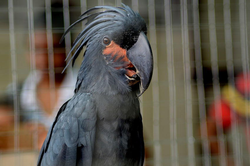 Essential Guide to Caring for Big Parrots: Tips for Success in 2025