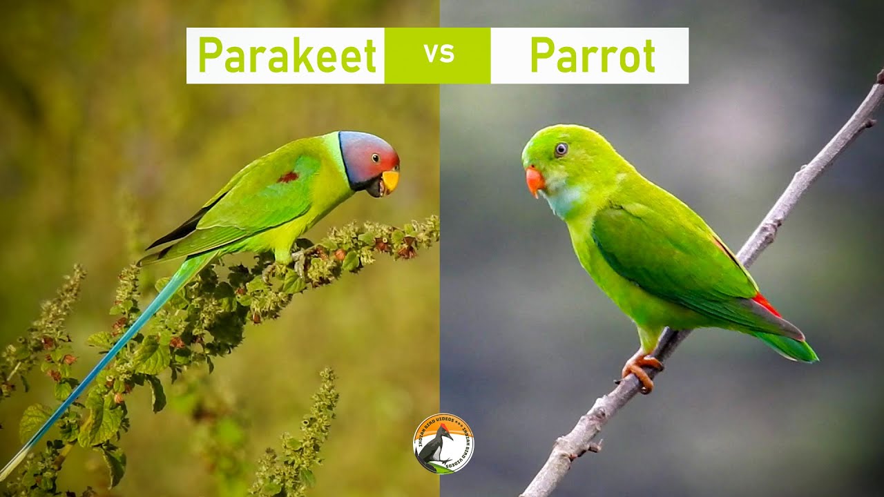 Understanding Parakeet vs Parrot: Key Differences for Bird Lovers in 2025