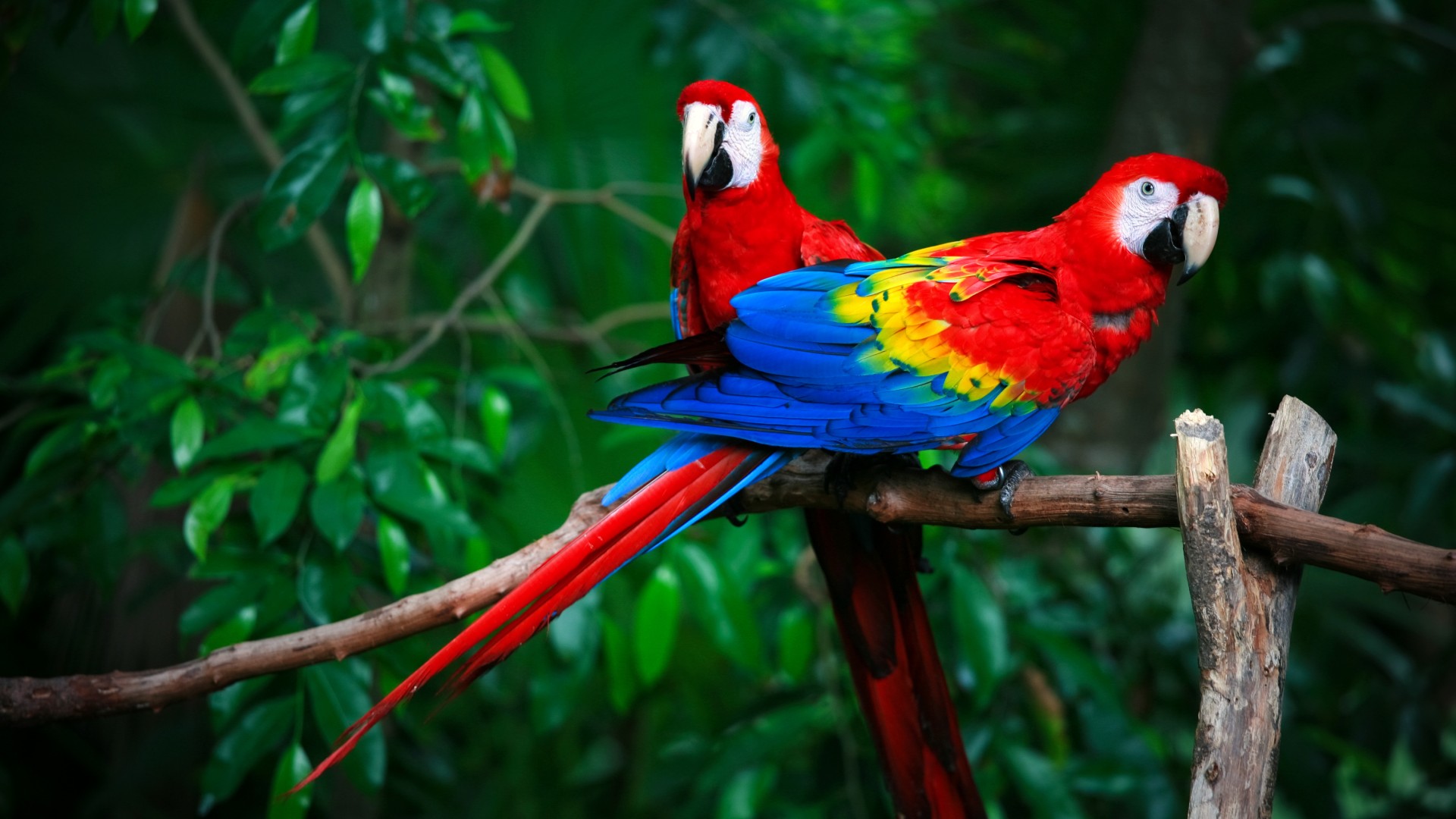 Discover the Essential Guide to Parrot Life Span: Maximize Their Health in 2025!