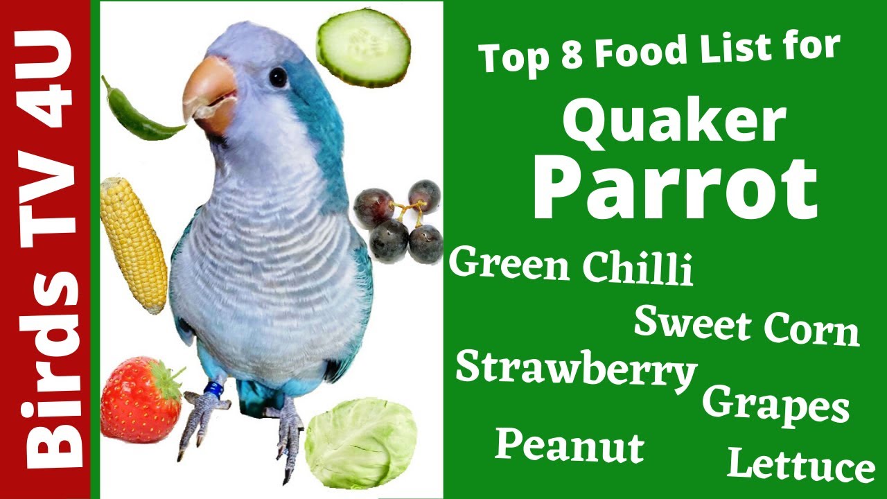 Essential Guide to Quaker Parrot Food: Top 5 Nutritious Options for 2025