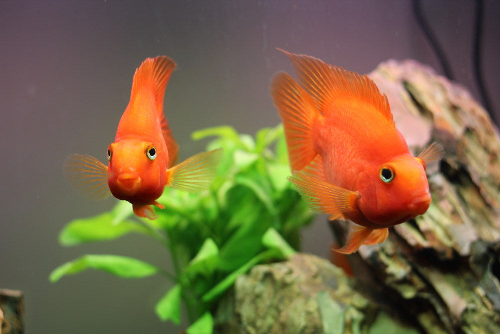 Practical Guide to Caring for Blood Red Parrot Cichlid Fish in 2025