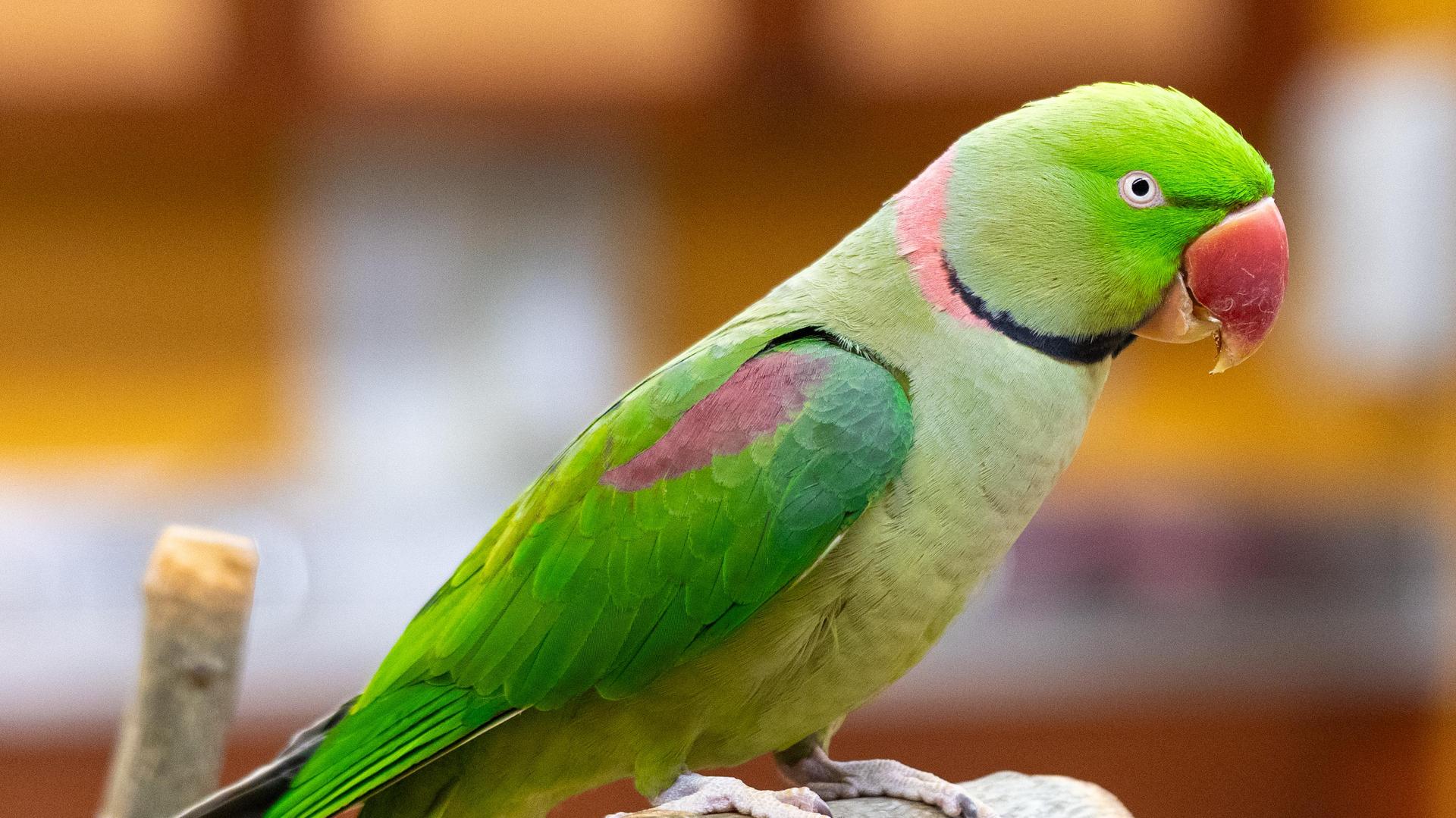 Effective Ways to Train Your Alexandrine Parrot for Better Behavior in 2025