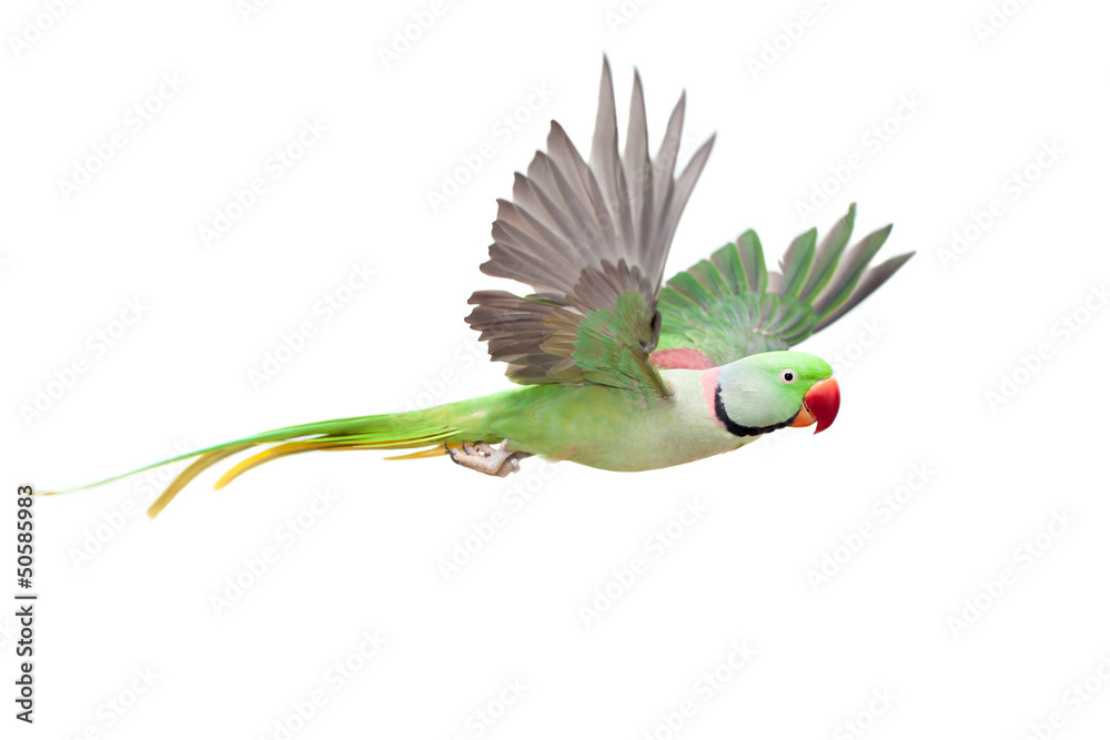 Alexandrine Parrot