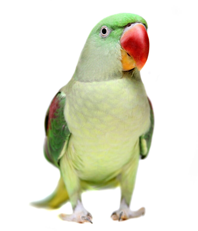 Colorful Alexandrine Parrot