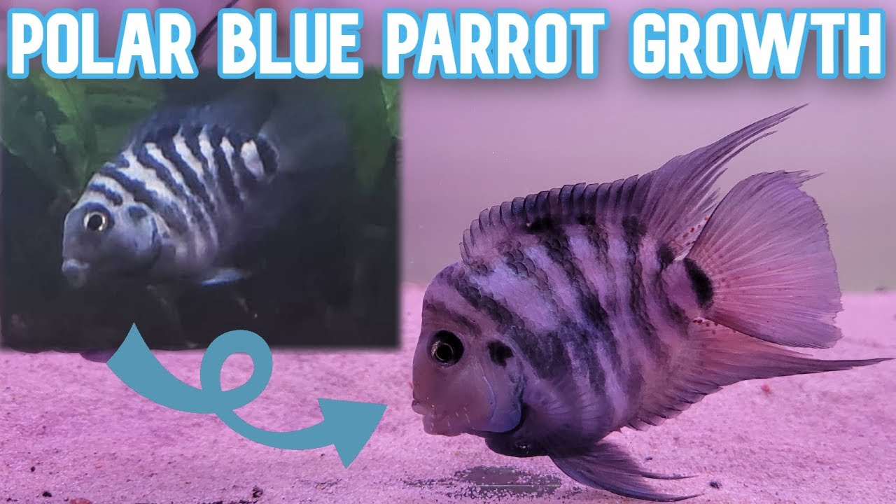 Comprehensive Guide to Polar Parrot Fish: Explore Art of Marine Adaptation in 2025