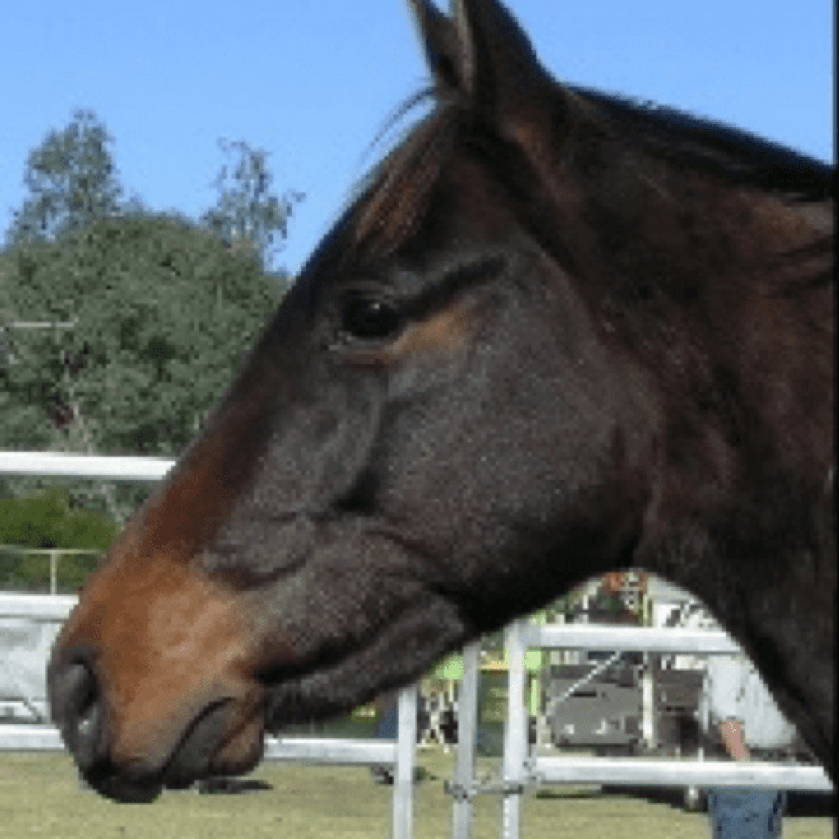 Parrot Mouth Horse