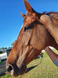 Parrot Mouth Horse in Care