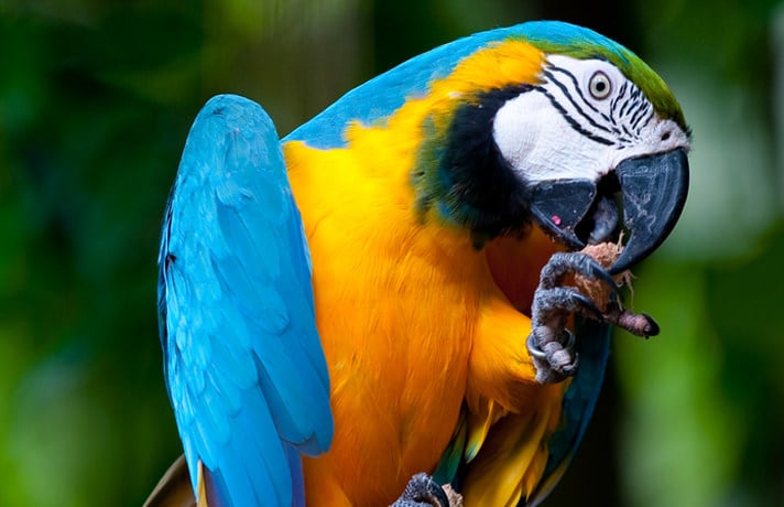 Explore Practical Ways to Care for Your Parrot’s Feet in 2025!