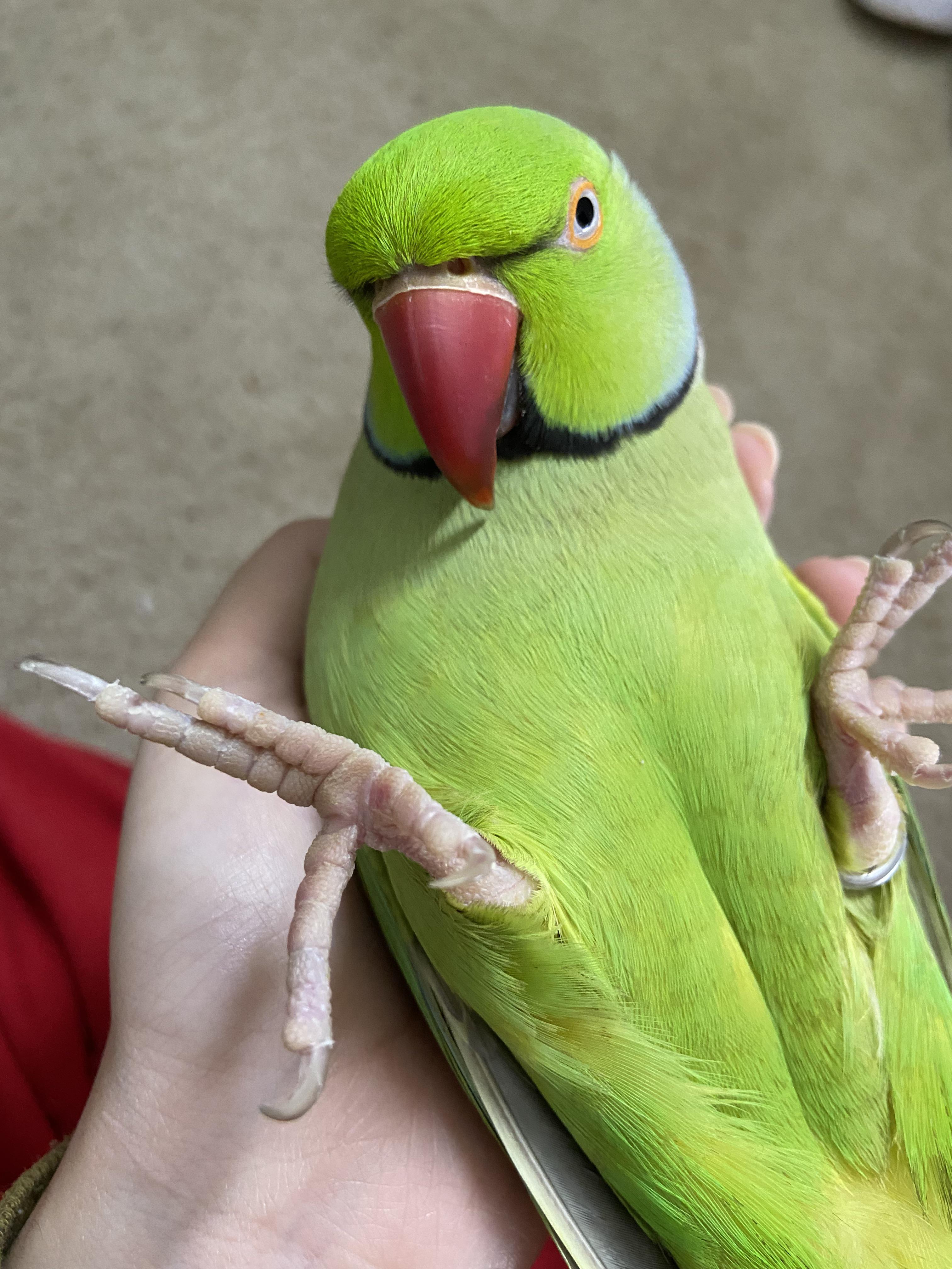 Parrot Feet