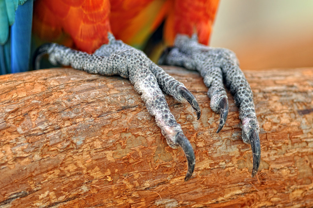 Close Up of Parrot Feet