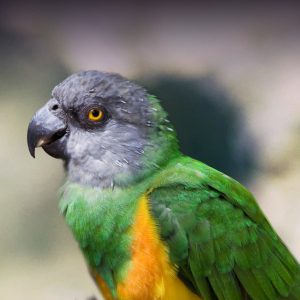 Essential Guide to Senegal Parrot Lifespan: Key Insights for Modern Bird Owners