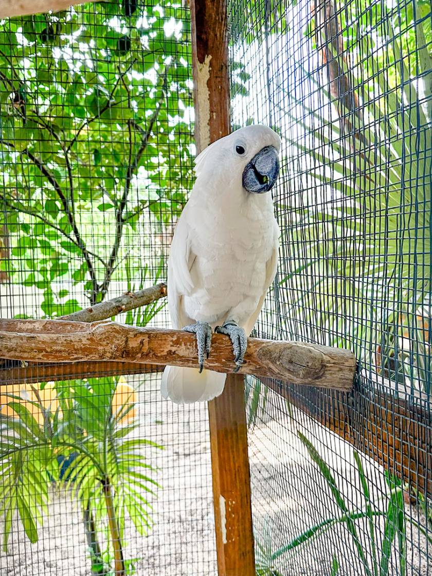 Practical Guide to Finding the Best Parrot Sanctuary Near You in 2025