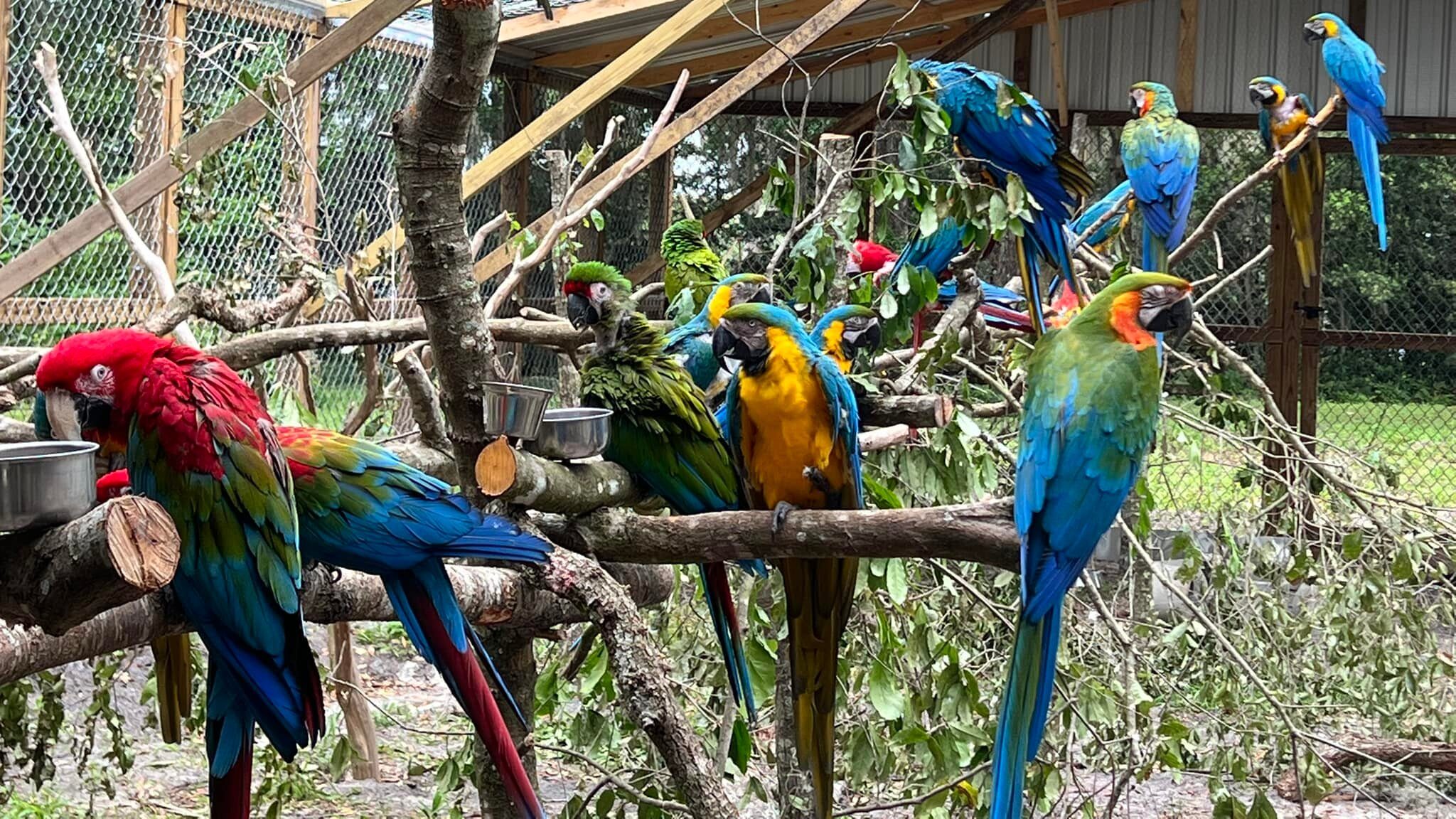 Best Parrot Sanctuary