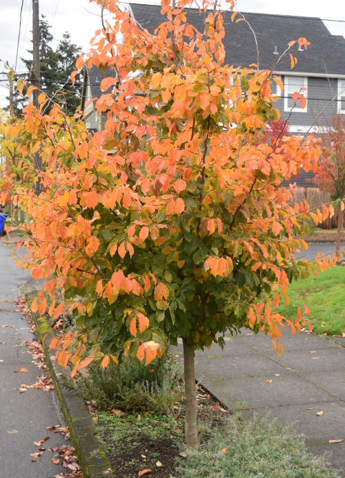 Effective Ways to Care for Parrotia Persica in 2025: Discover Expert Tips