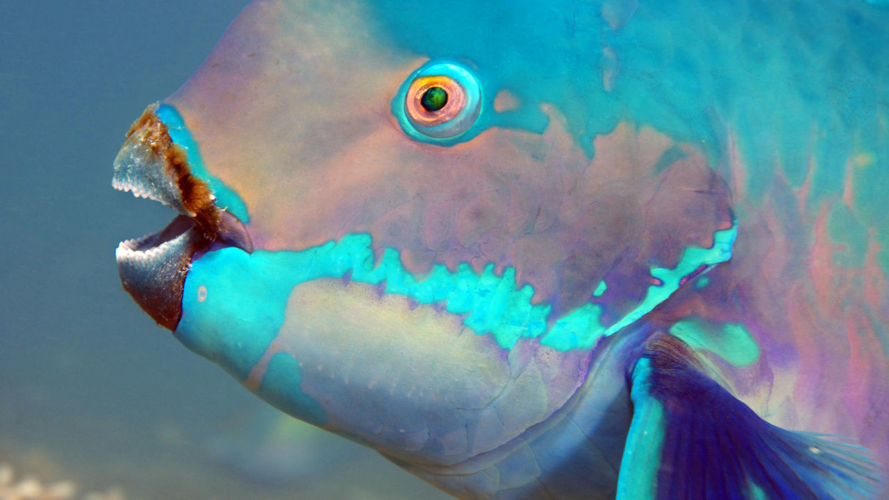 Effective Ways to Enhance Your Enjoyment of Parrot Fish in 2025