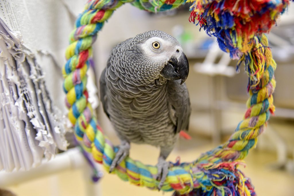 Top 5 Effective Solutions for Caring for Your African Grey Parrot in 2025