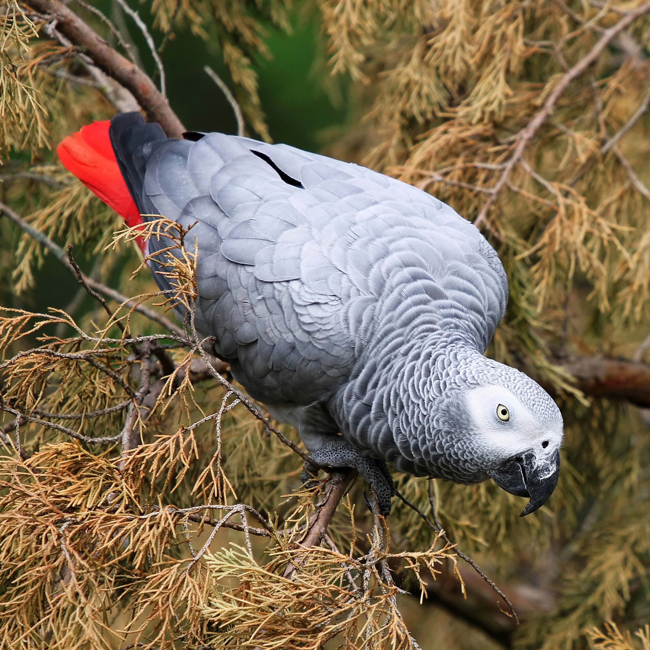 African Grey Parrot Image 1