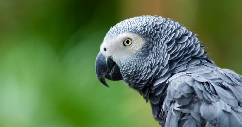 African Grey Parrot Image 2