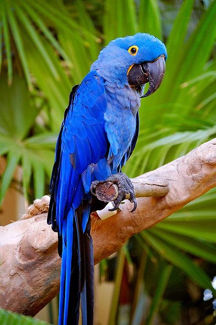 Blue Parrot