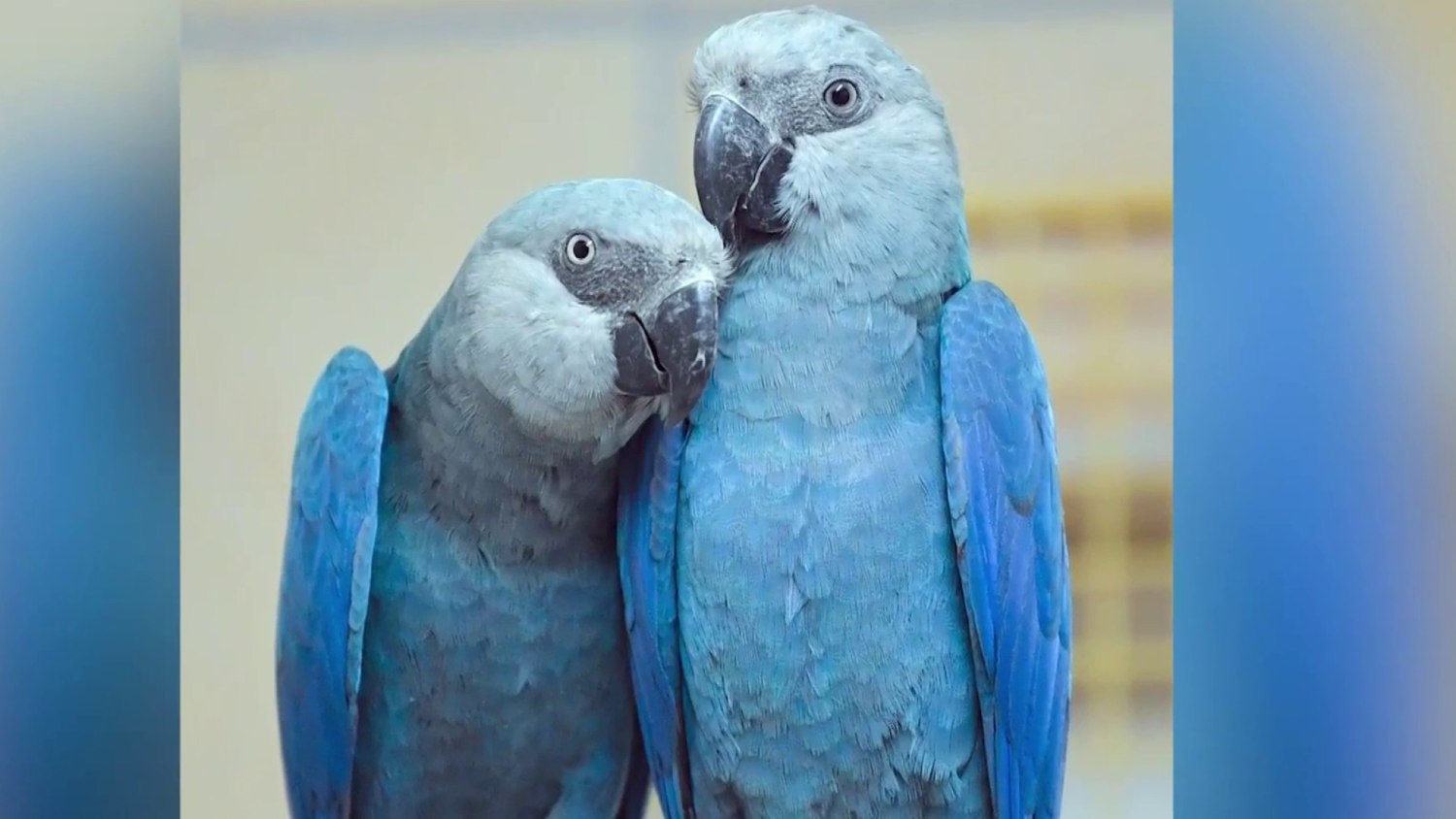 Vibrant Blue Parrot