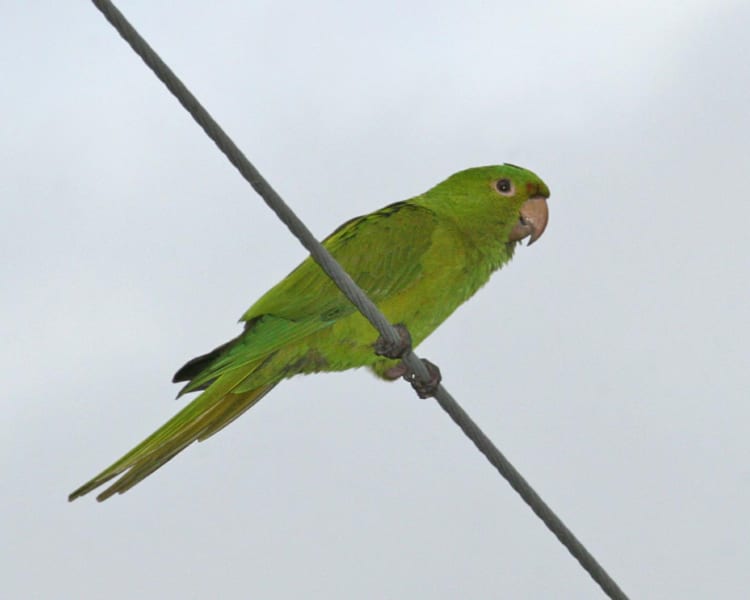 Top 5 Effective Ways to Care for Your Green Parrot in 2025