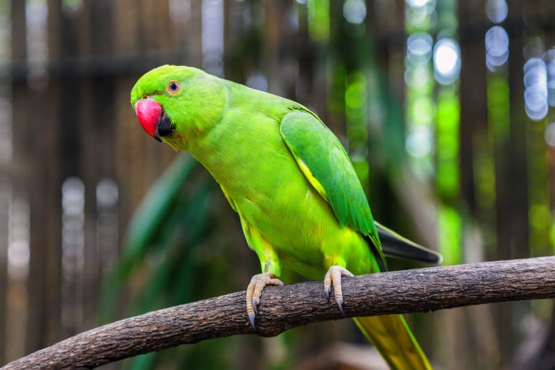 Colorful Green Parrot