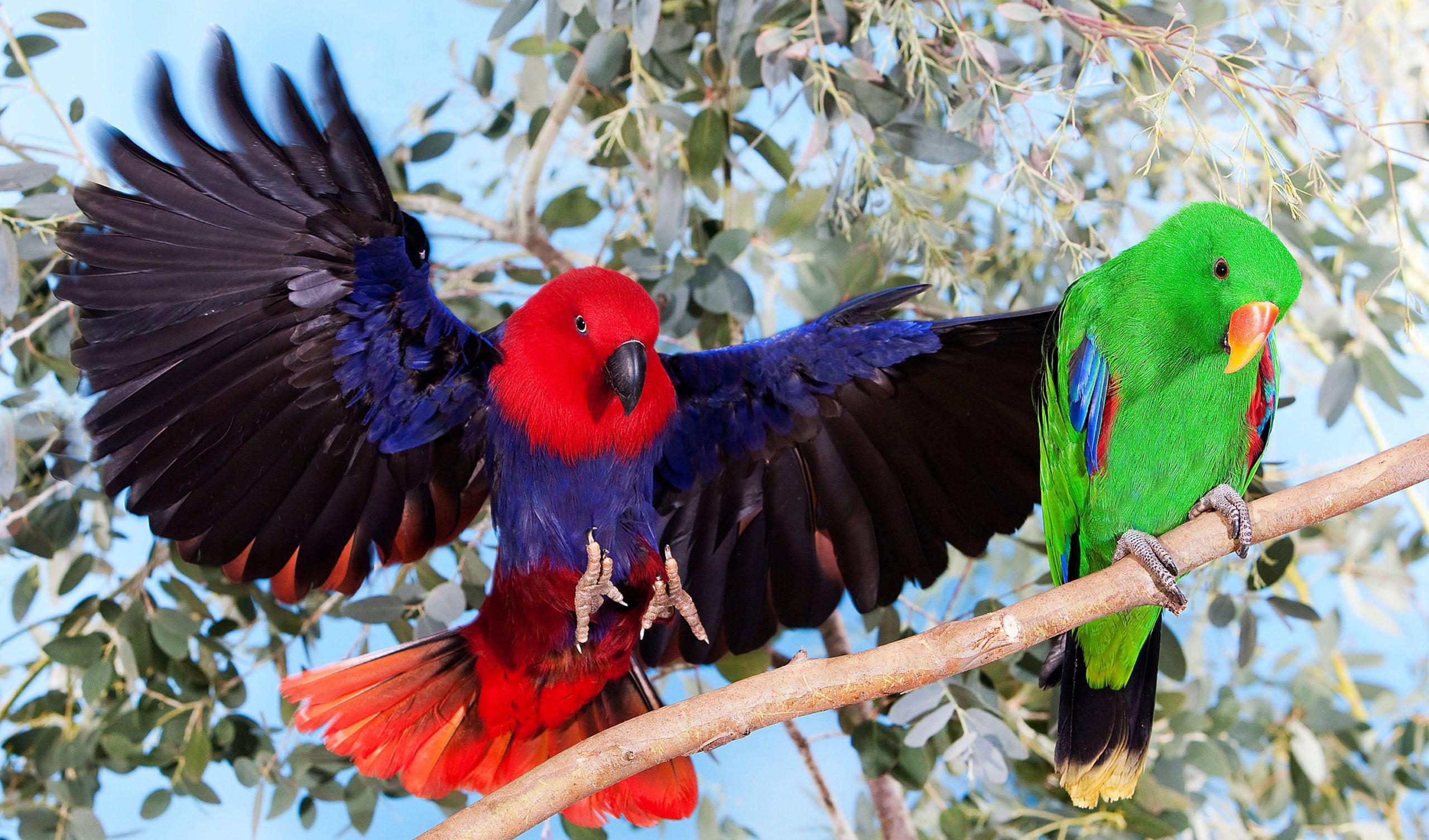 Smart Ways to Enhance Your Eclectus Parrot’s Wellbeing in 2025