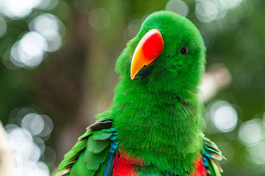 Eclectus Parrot