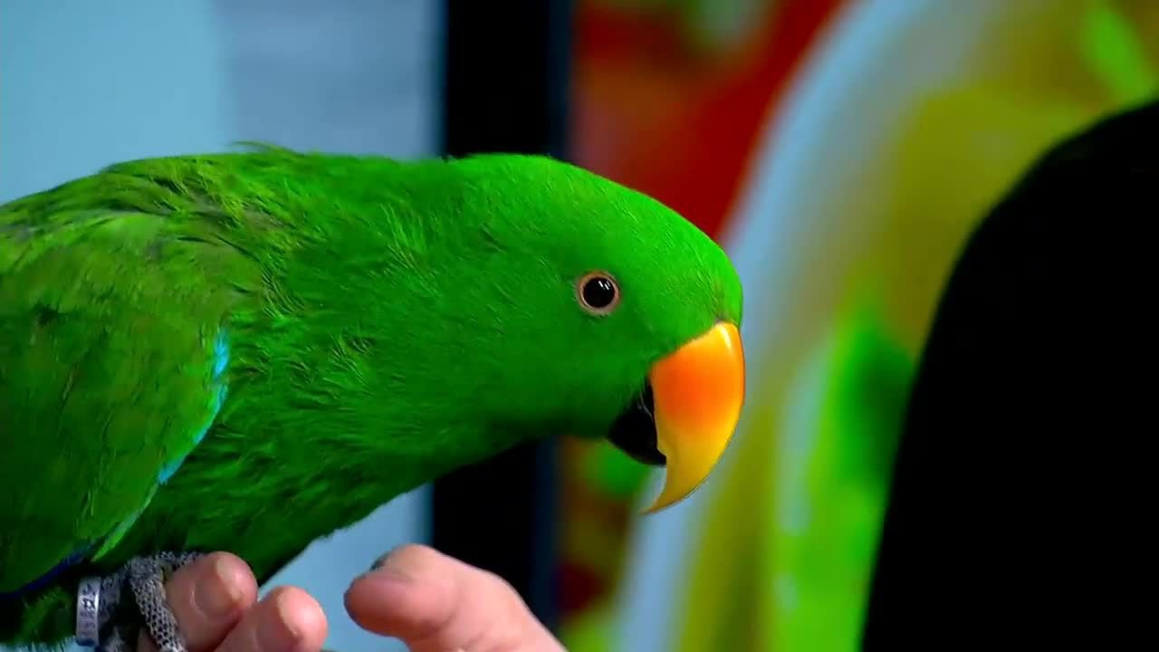 Eclectus Parrot in the Wild