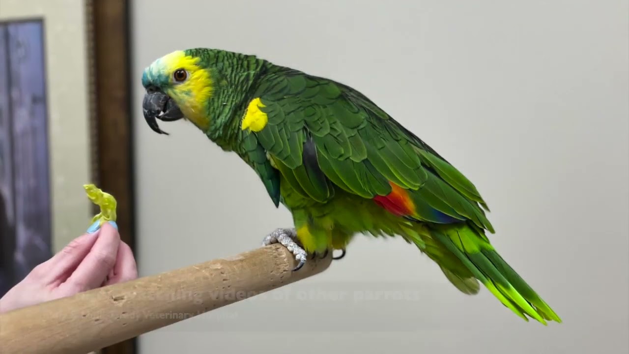 Caring for an Amazon Parrot