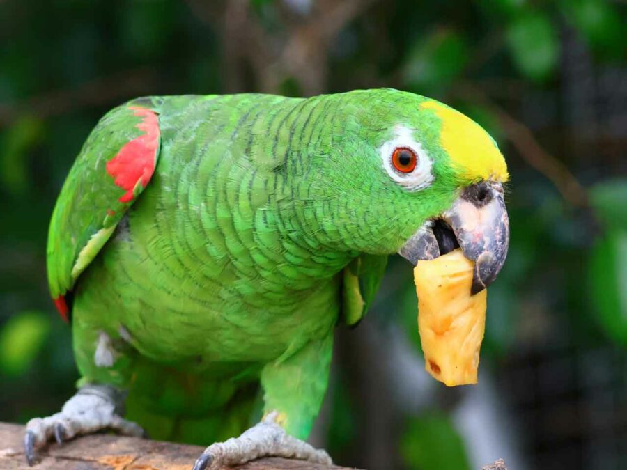 Happy Amazon Parrot