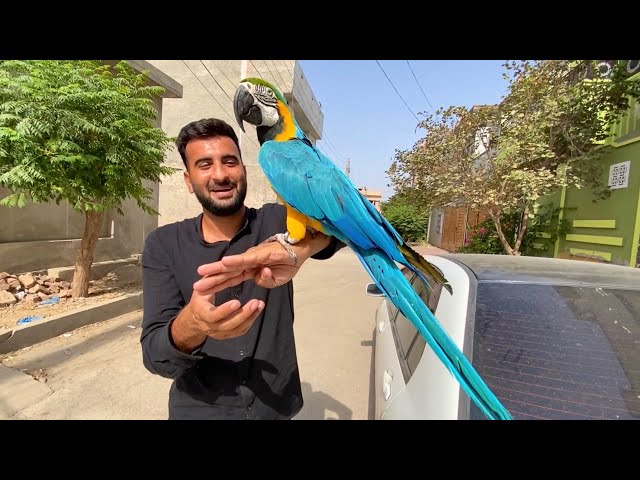 Effective Ways to Train Your Macaw Parrot for Better Communication in 2025