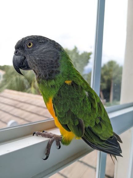 How to Properly Care for Your Senegal Parrot in 2025: Essential Tips and Tricks