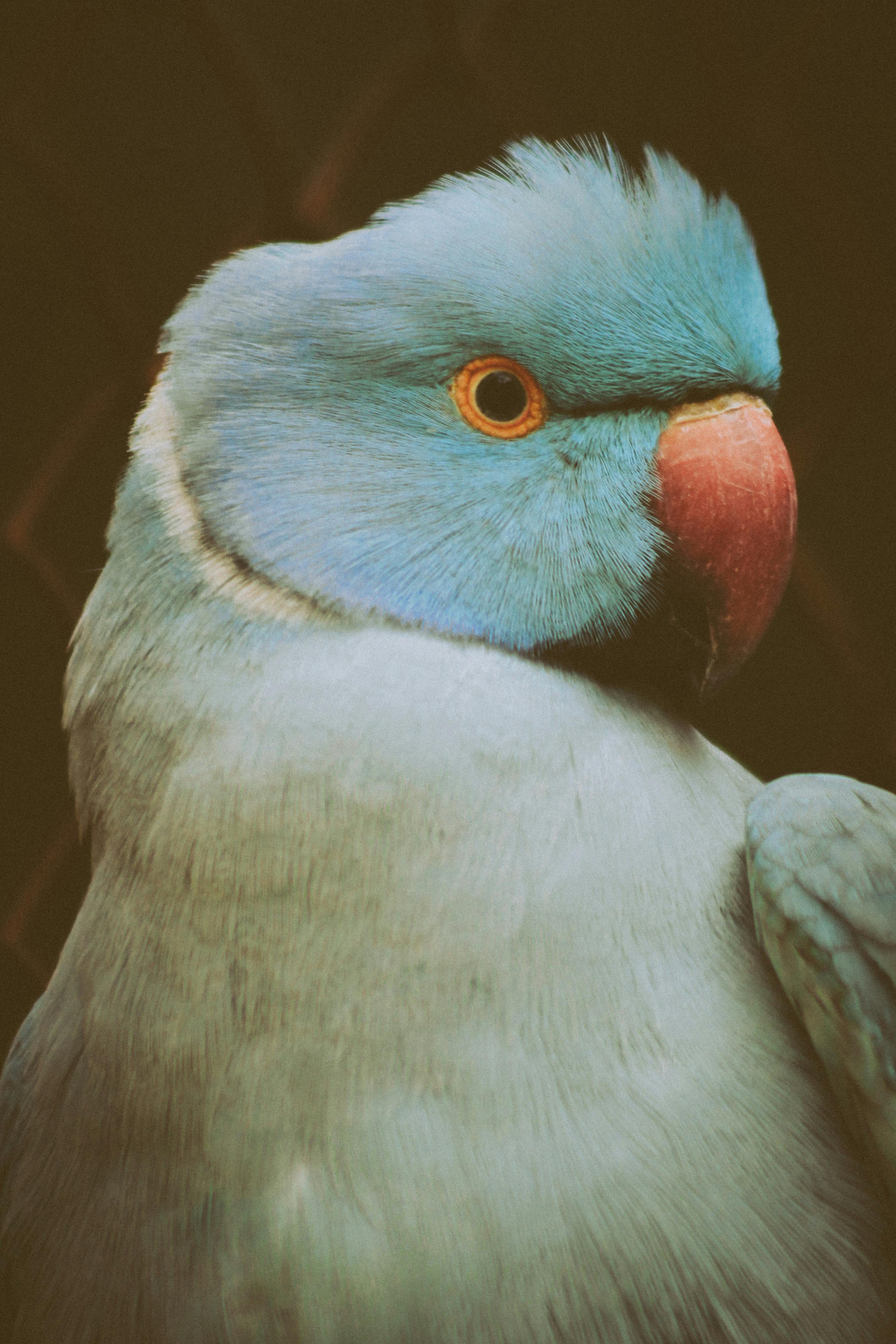 Ringneck Parrot