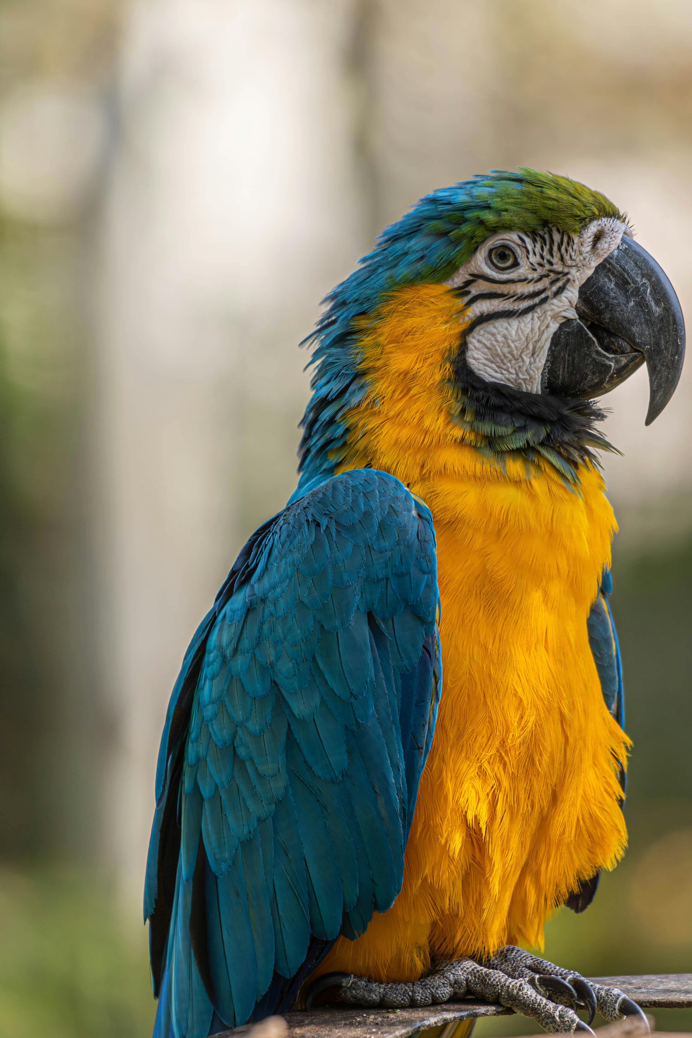 Colorful Ringneck Parrot